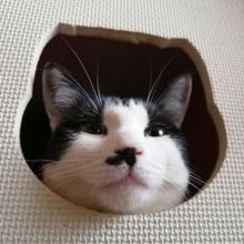 chikopochatora