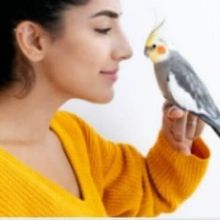 cockatielgroup
