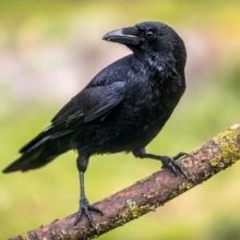 corvus.corone2