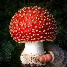 corvusstephanus