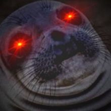 cryptofocacha