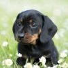 dachshund.dog.5