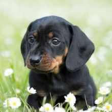 dachshund.dog.5