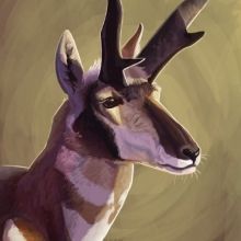 deertush