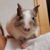 degu.fuzuki731