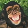 doctorchimps