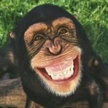 doctorchimps