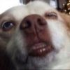 dodiddone