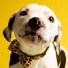 dog.auras