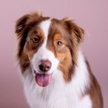 doglovers03