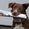 dogreporter
