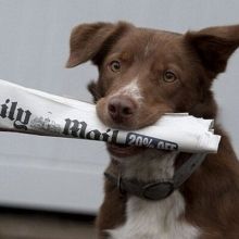 dogreporter