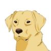dogsanctuarynft