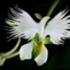 dovod