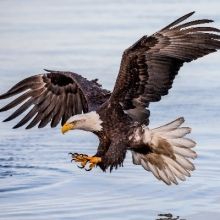 eagle.view