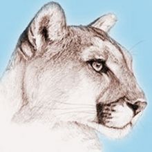 eliotcougar