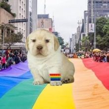 errosbrasileiro