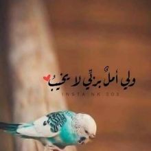 fadwa15f15