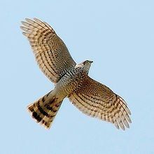 falco.torter