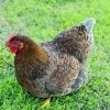 farmhousehens