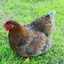 farmhousehens