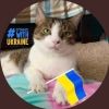 felinewillferal
