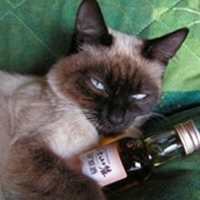 felis.silv