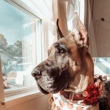 fergusgreatdane