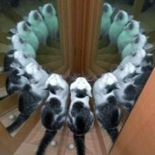 follyflly