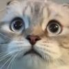 forhazardisacat
