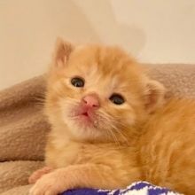 foster.fluff
