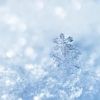 fuyuwinter