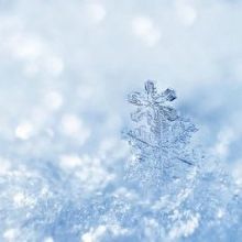 fuyuwinter