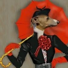 galgo.rojo