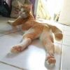 gatinhosexy