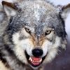 graywolf442