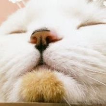 hamineko.twi