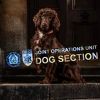 hantstvpoldogs