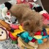 hufflepom