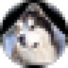 huskydog111