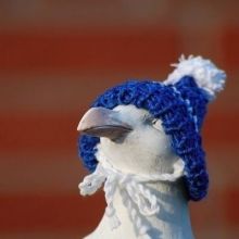 ice.gull1