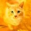 invisiblecatb
