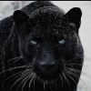 ishmael.idriss