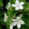 jasmine.64