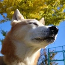 jimi.sun.jimi