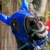 jumpkholiday