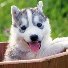 k.husky