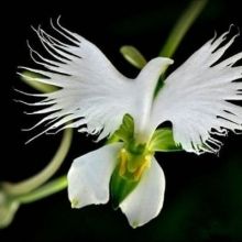 k.ollga