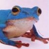 kaa22koo