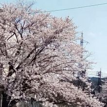 kaidesuyo1